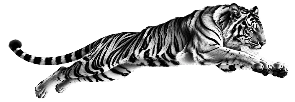 Tiger leaping